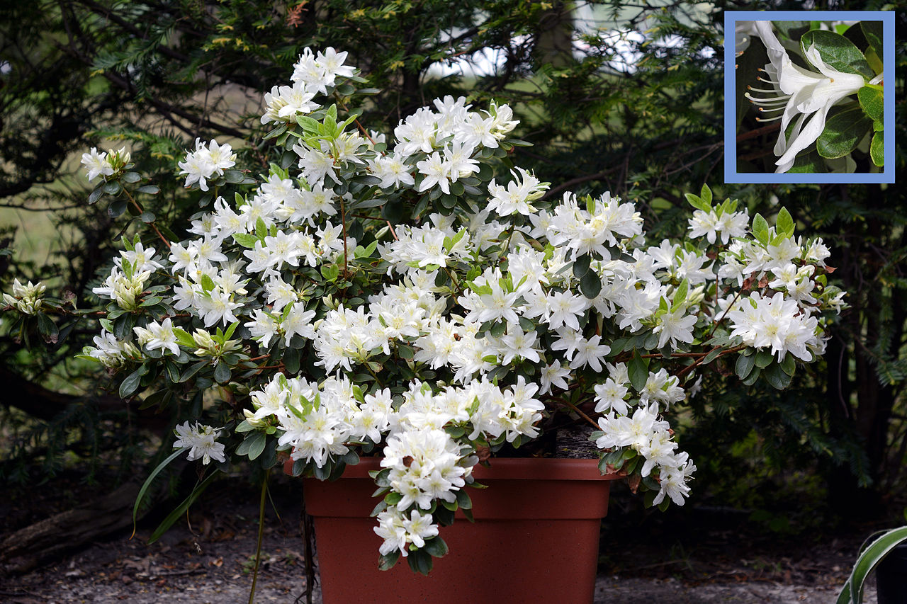 Las azaleas son plantas ideales para terrazas