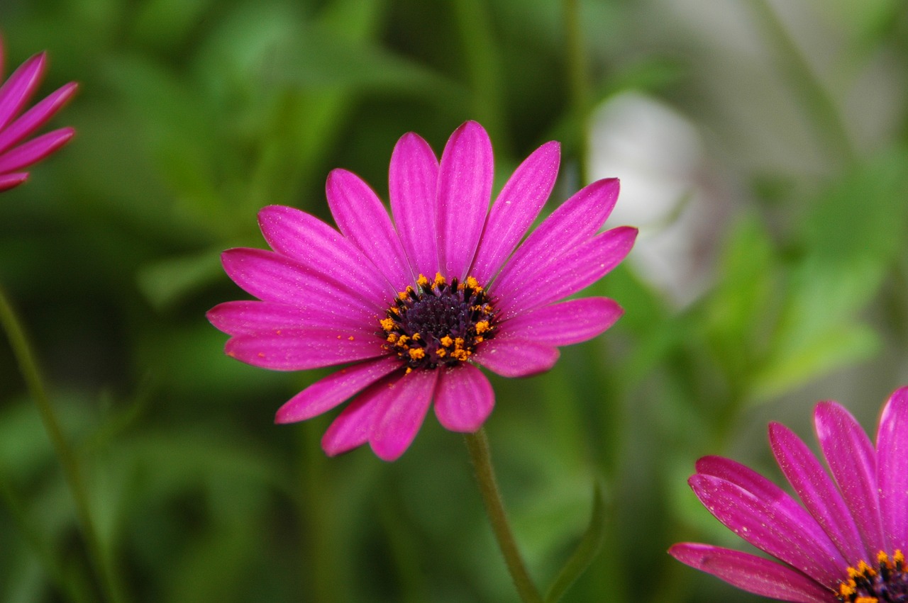 La dimorfoteca es una planta de flor alegre
