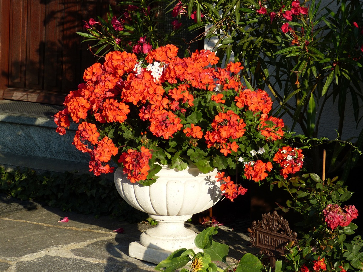 Los geranios son plantas que producen flores muy alegres
