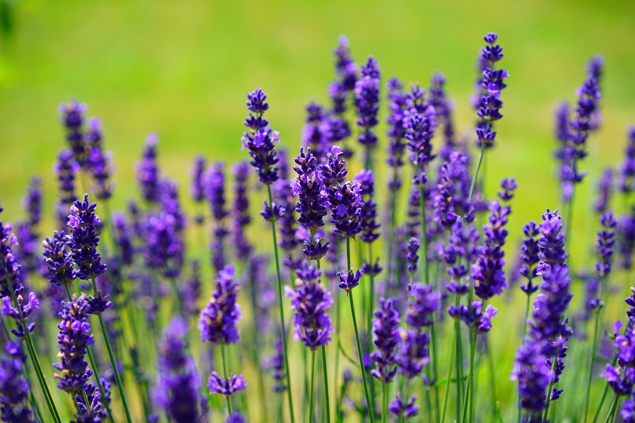 La lavanda es una mata que produce flores en primavera y verano