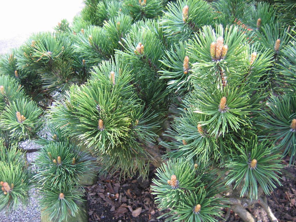 Pinus mugo, pino enano adecuado para cultivo en maceta