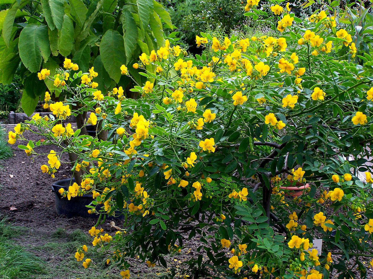 La Cassia corymbosa es un arbusto ideal para terrazas