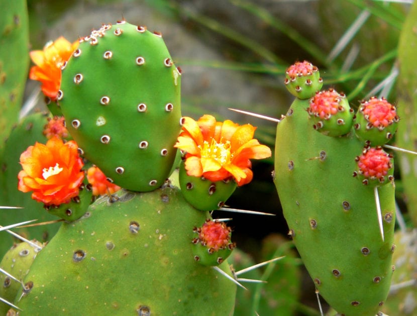 Ejemplar de Opuntia ovata