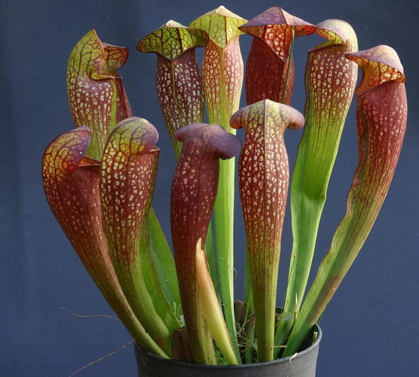 Ejemplar de Sarracenia en maceta