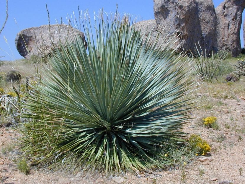 Ejemplar de Yucca rostrata