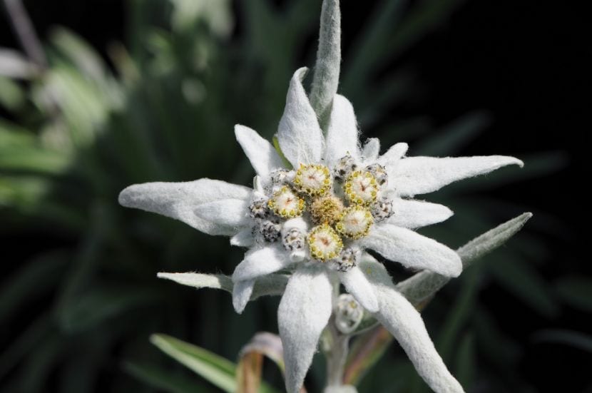 Leontopodium_alpinum