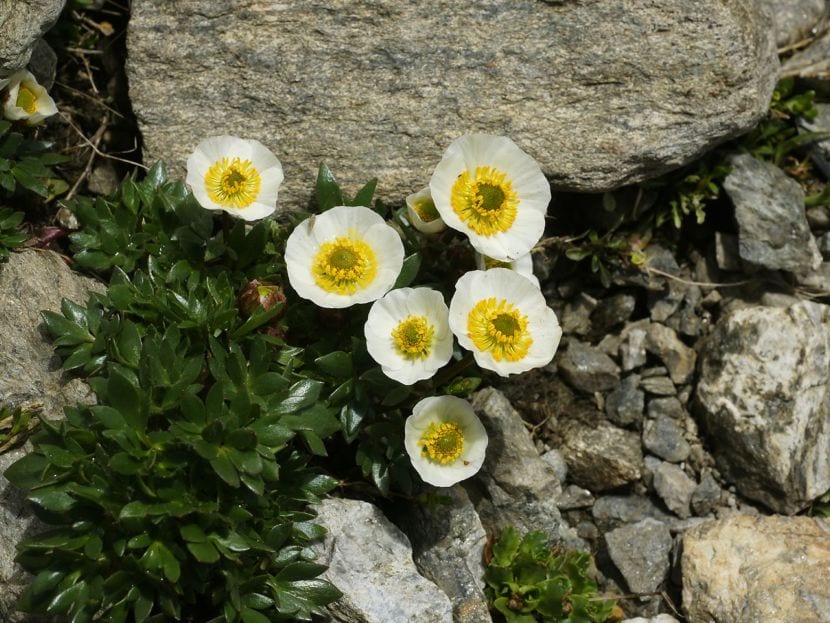 Ranunculus_glacialis