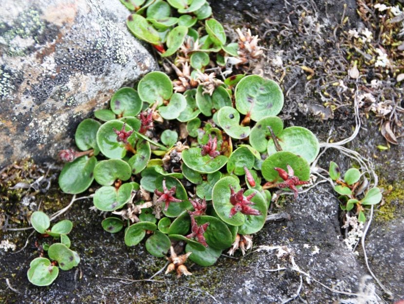 Salyx polaris