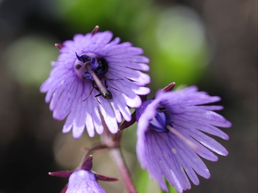 Soldanella alpina