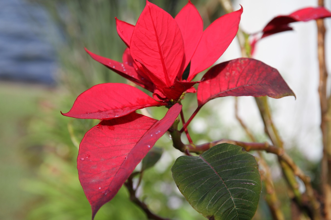 La flor de pascua es la planta de navidad por excelencia