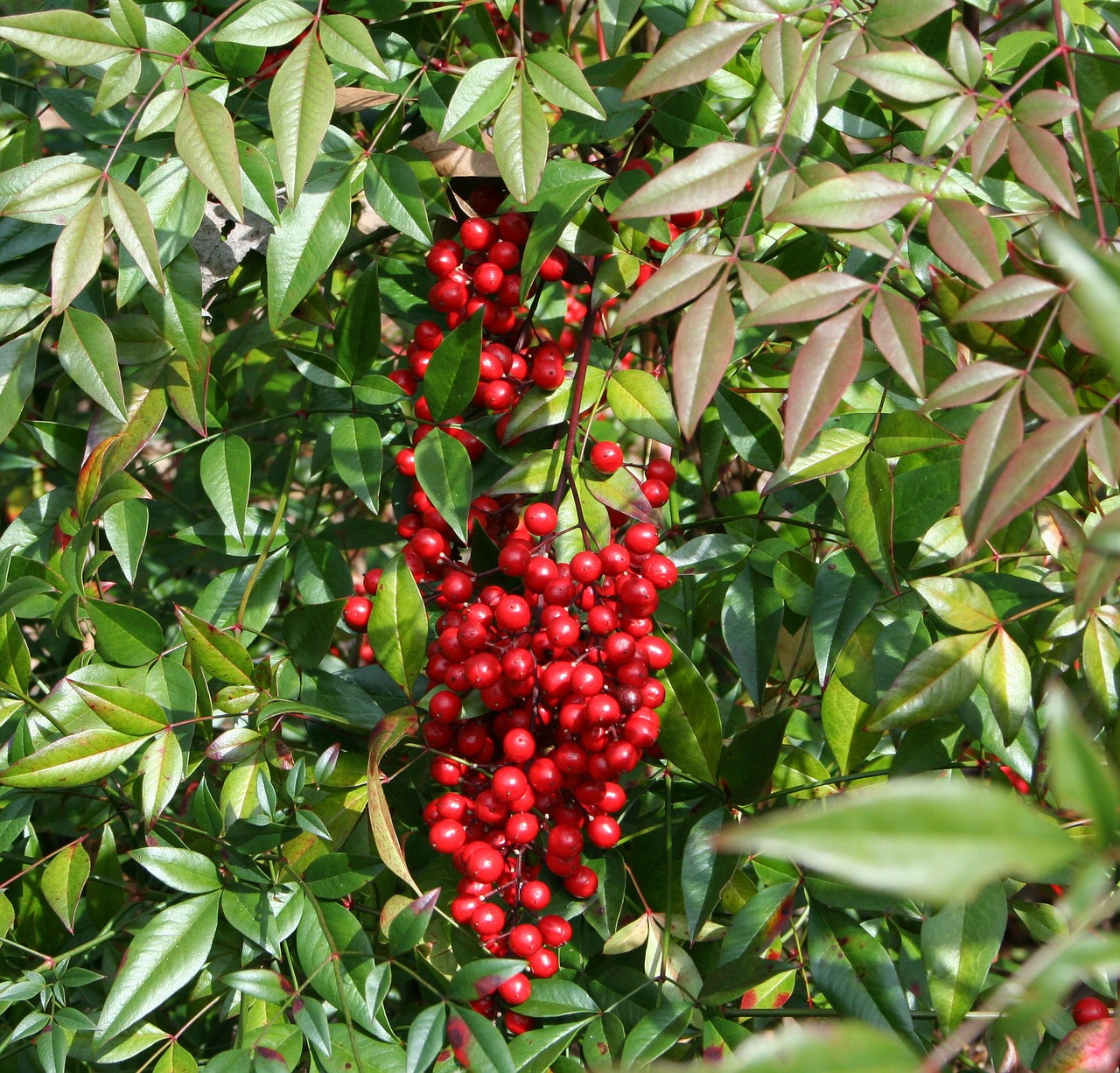 La nandina produce frutos rojos en invierno