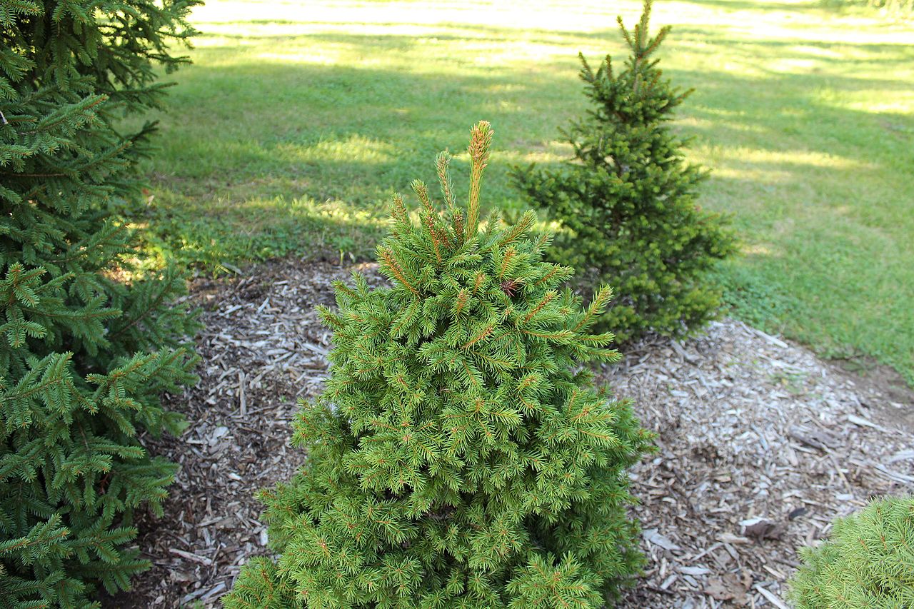 Vista de Picea abies jóvenes en un jardín