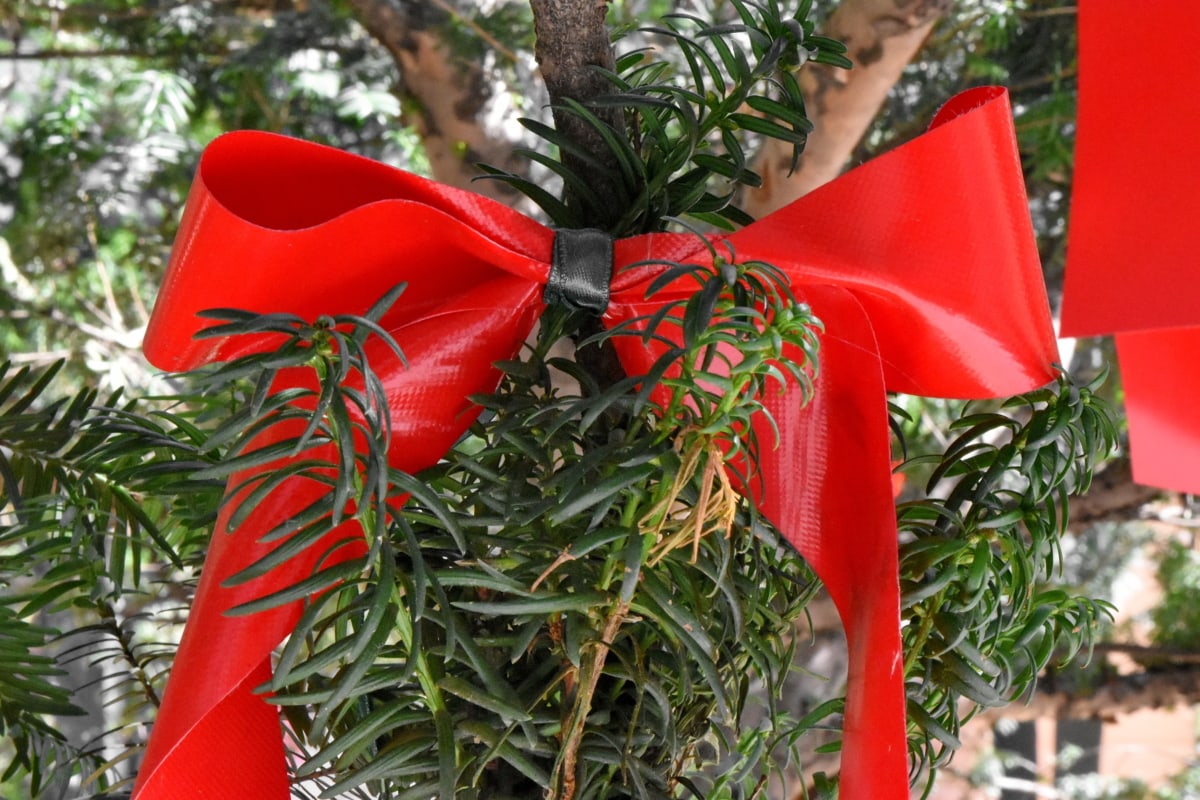 Decora tu hogar y jardín con plantas navideñas