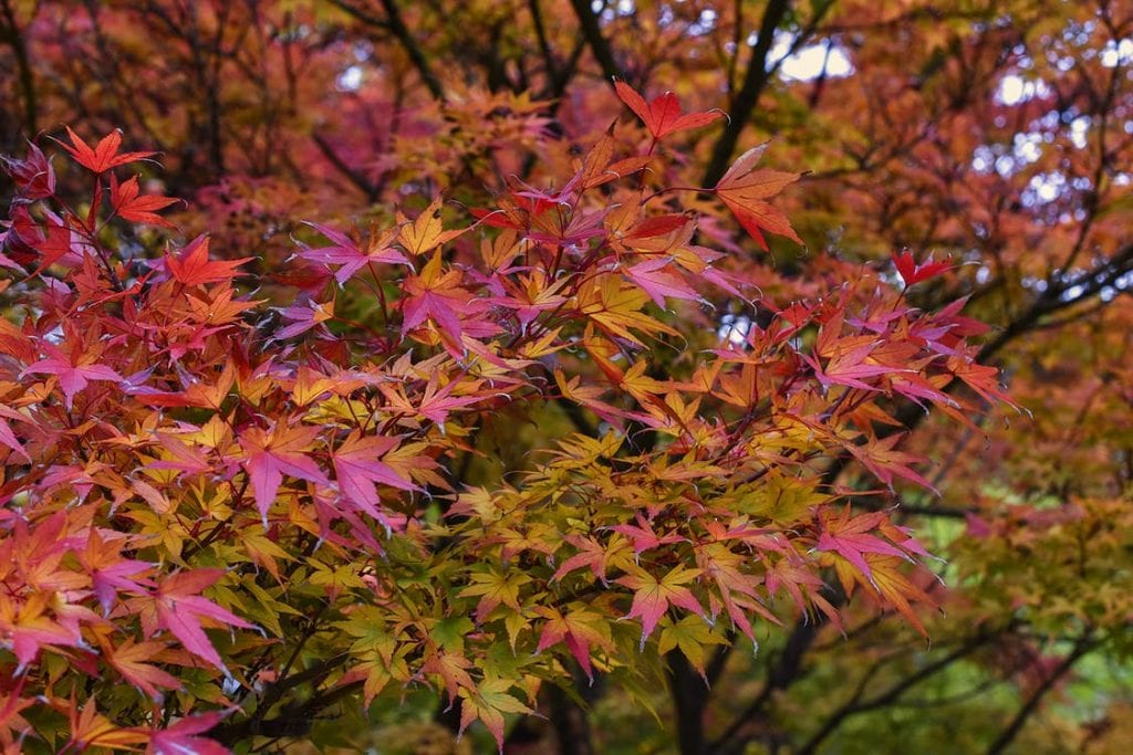 El arce japonés es una planta ornamental