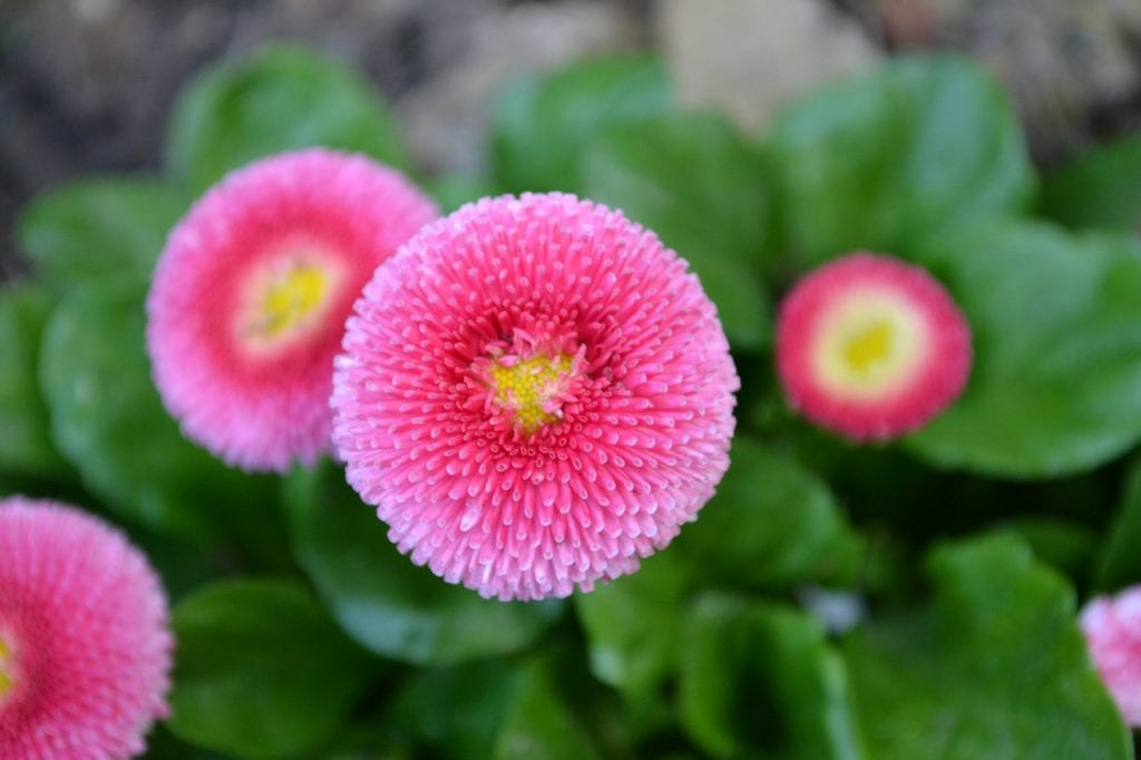 La Bellis perennis florece en otoño