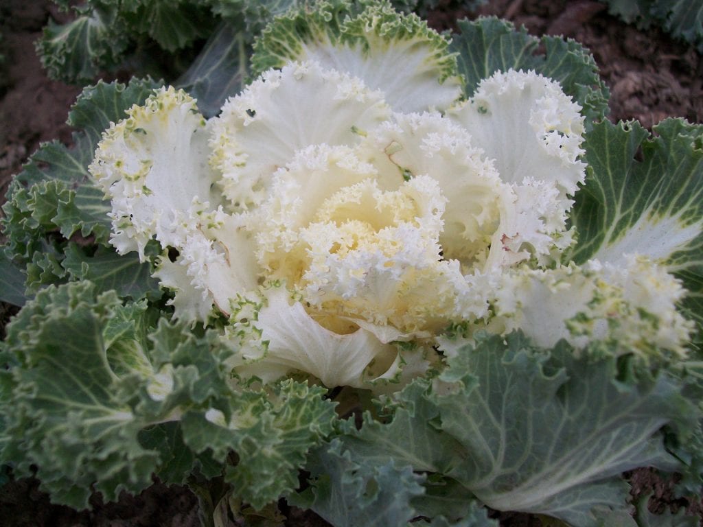 La col ornamental es una planta herbácea