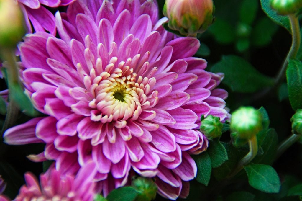 Los crisantemos son flores ornamentales