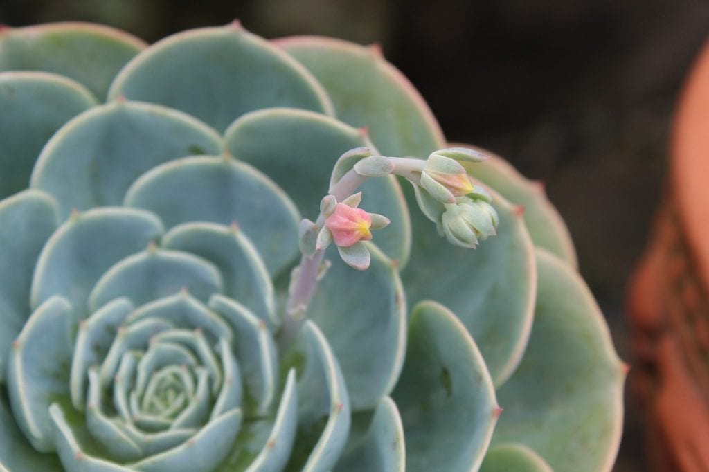 Las echeveria son suculentas