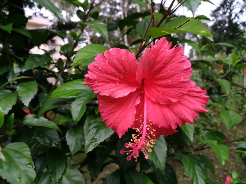 La rosa de China es un arbusto de flores preciosas