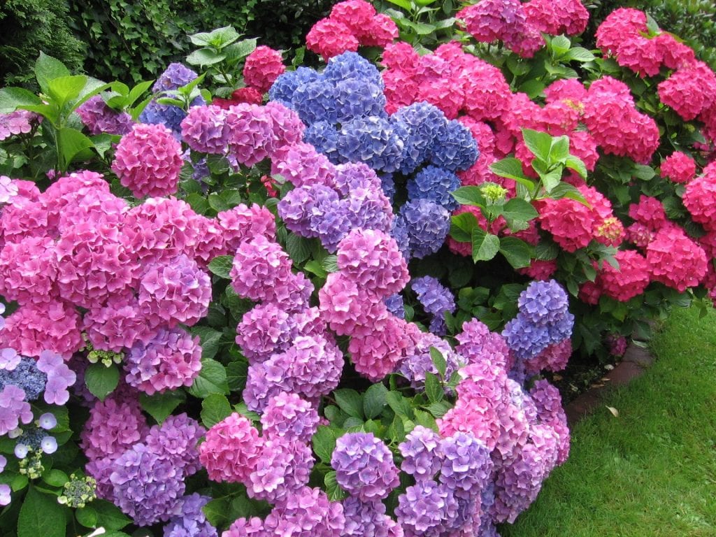 Las hortensias florecen durante el año