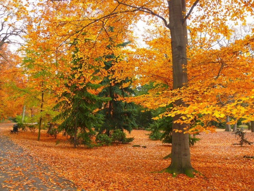 El jardín se puede ver precioso durante el otoño