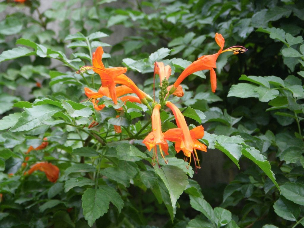 La Tecomaria florece en otoño