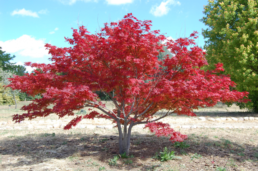 Ejemplar de Acer palmatum 'Ornatum'