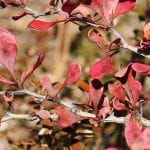 Berberis thunbergii en otoño