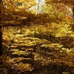 Fagus sylvatica (Hayas) en otoño.