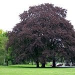 Ejemplar de Fagus sylvatica 'Atropurpurea'