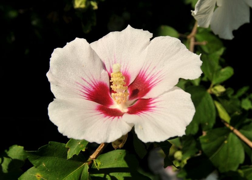 Flor del Hibiscus syriacus