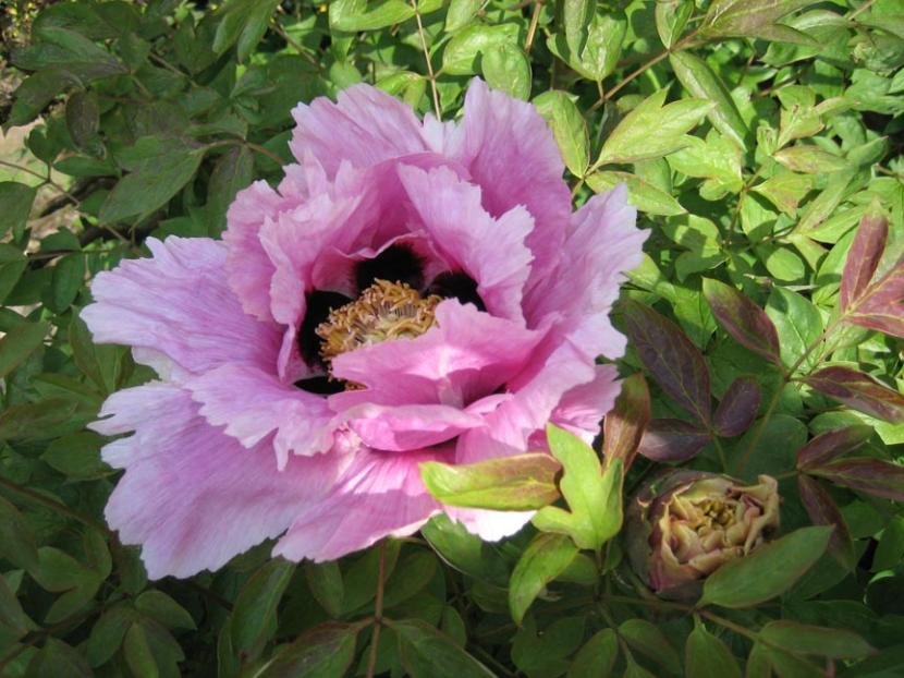 Preciosa flor de Paeonia rockii