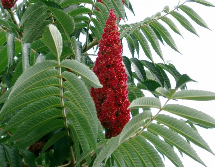 Hojas y flores de Rhus typhina