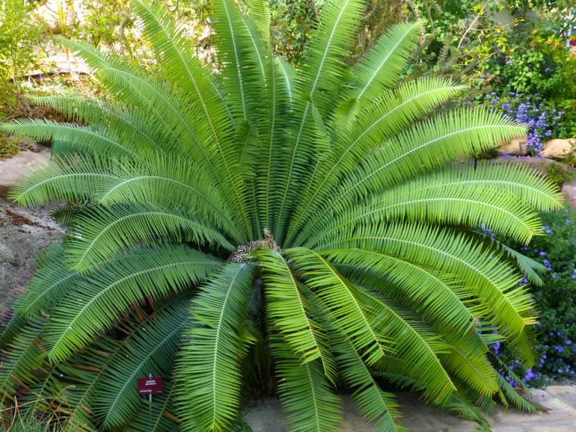 Ejemplar adulto de Dioon spinulosum