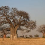 Adansonia digitata