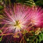 Albizia julibrissin