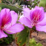 Bauhinia variegata