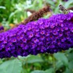 Buddleja davidii 'African Queen'