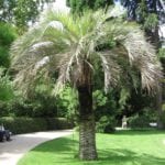 Palmera Butia capitata, una preciosa planta que tiene hojas pinnadas
