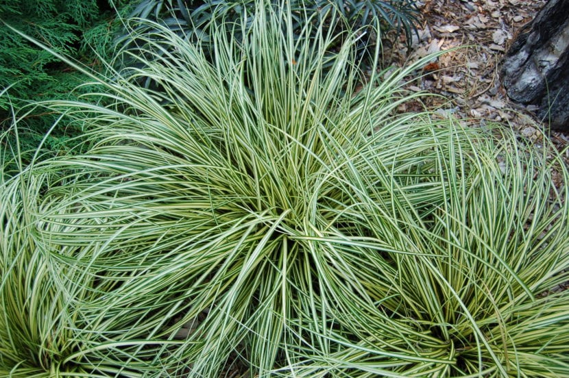 Carex oshimensis 'Evergold'