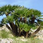 Chamaerops humilis