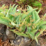 Cyphostemma juttae