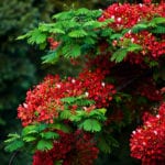 Delonix regia