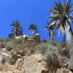 Jubaea chilensis