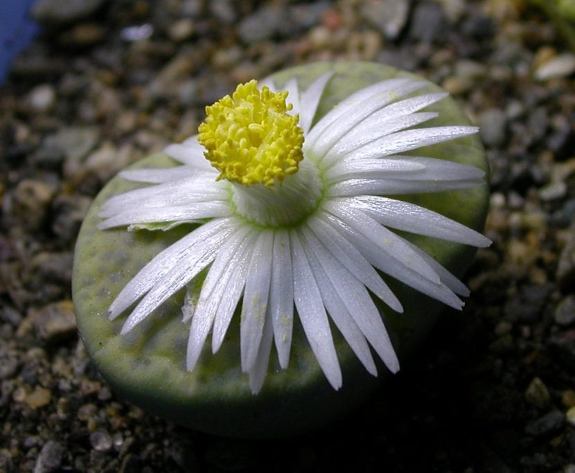 Lithops fulviceps var. Aurea