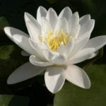Nymphaea alba