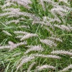 Pennisetum orientale