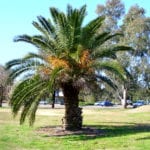 Phoenix canariensis