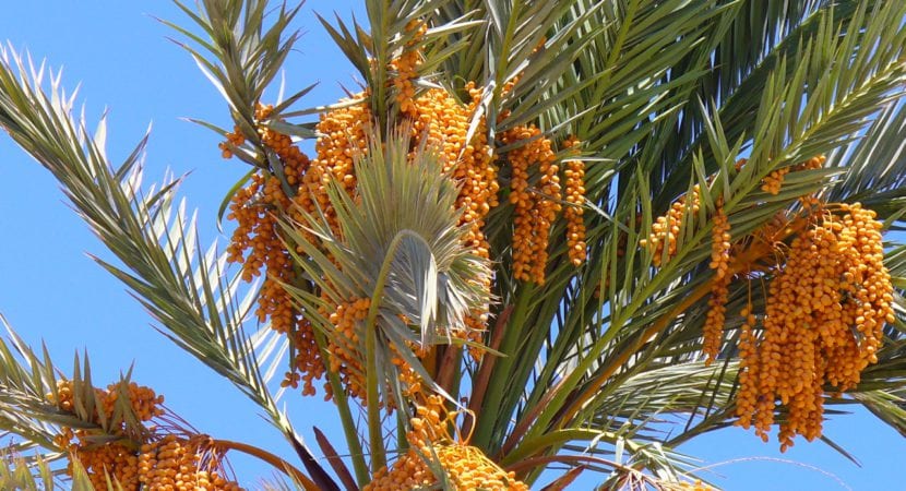 Phoenix dactylifera