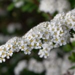 Spiraea x arguta